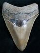 Gorgeous Megalodon Tooth - Beaufort, SC #7496-1
